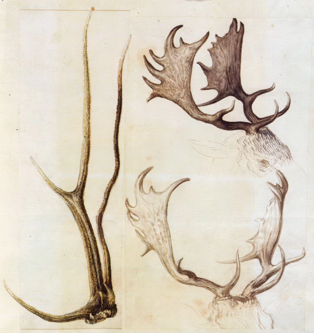 Studio di corna di animali - Österreichische Nationalbibliothek, Vienna
